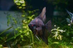 Picture of What Are the Signs of Poor Water Quality in an Aquarium? Identifying ...