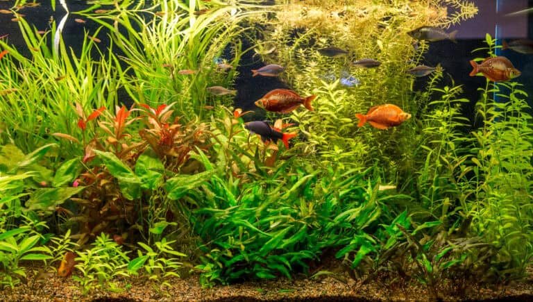 How to Introduce New Fish to Your Aquarium