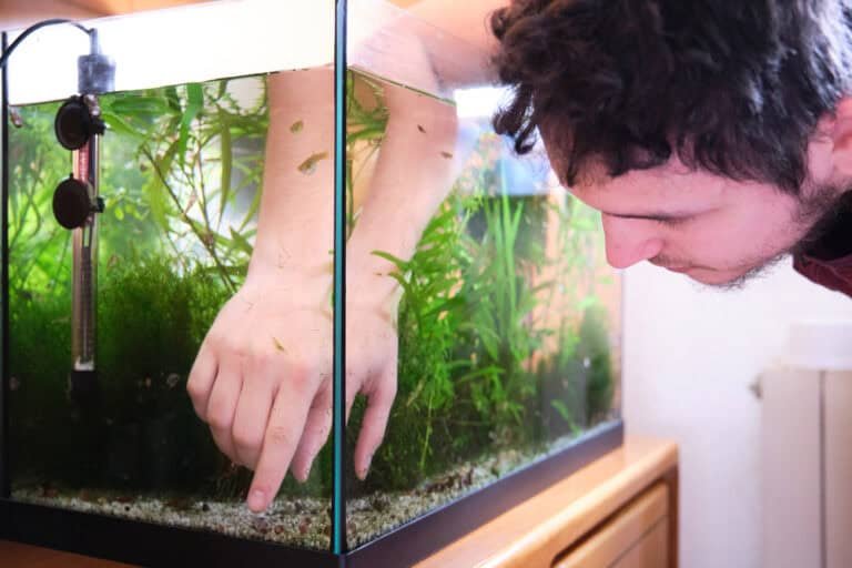 Picture of How to Get Rid of Algae Growth in Your Fish Tank