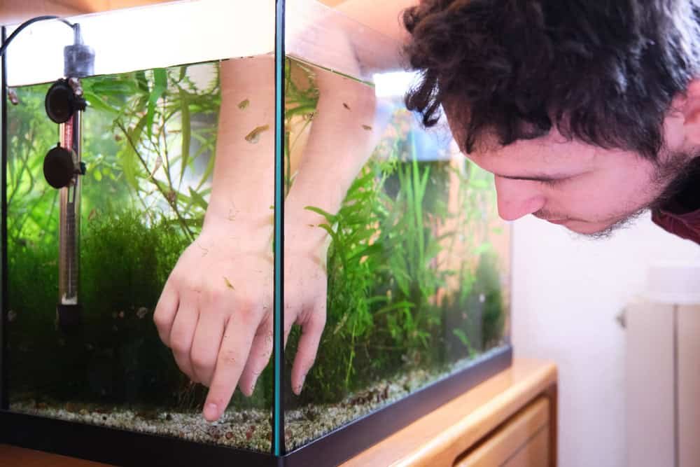 How to Get Rid of Algae Growth in Your Fish Tank