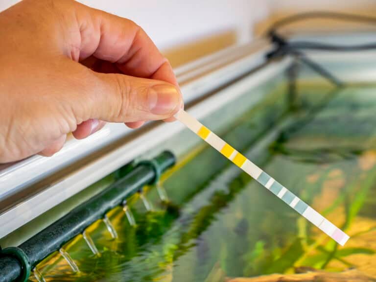 How to Test Water Quality in a Fish Tank
