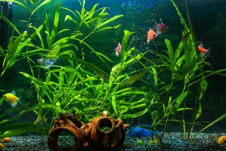 How Often Should You Clean Aquarium Sand