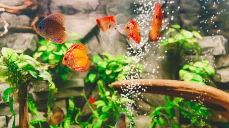 Best Medications for Aquarium Fish