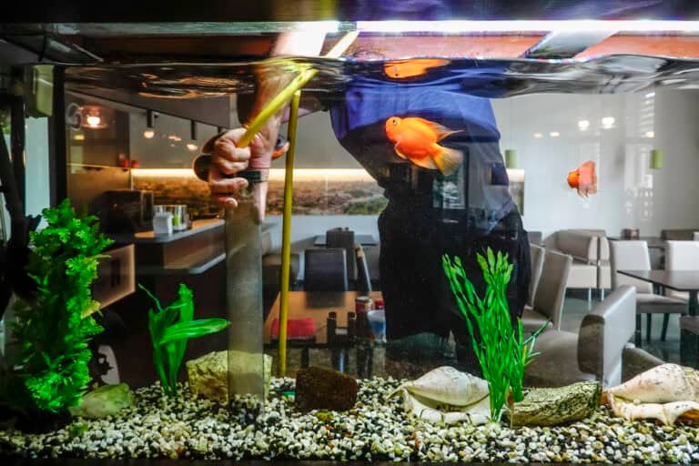 How Often Should You Clean Aquarium Sand