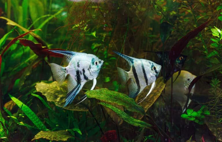 How Often Should I Feed My Fish? - Lawn Pond Fish Feeding Frequency