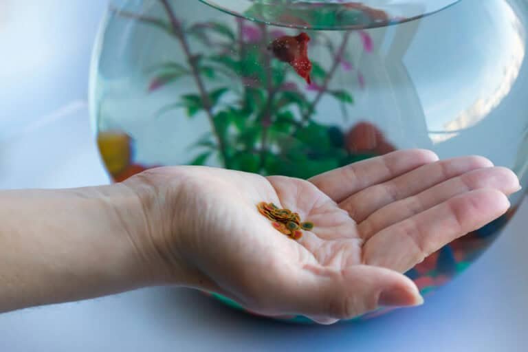 Does Fish Food Expire does-fish-food-expire