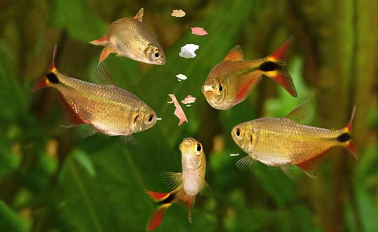 Best Fish Food for Aquarium Fish