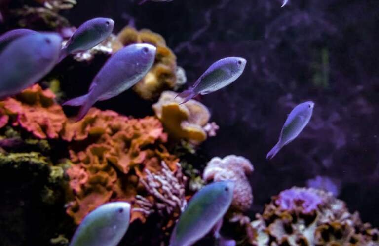 Image showcasing Common Aquarium Problems