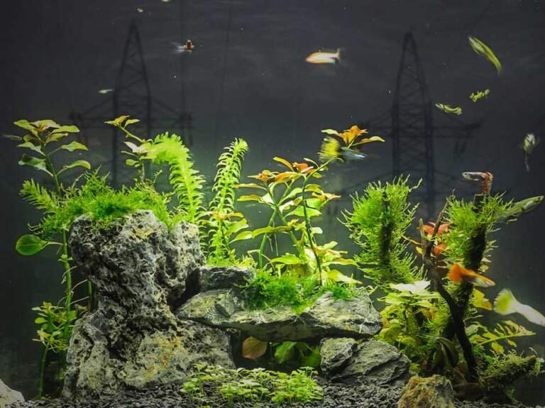 Do Fish Tanks Use a Lot of Electricity?