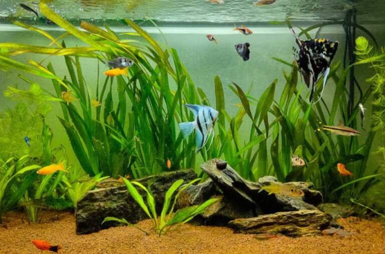 How to Lower Nitrates in an Aquarium