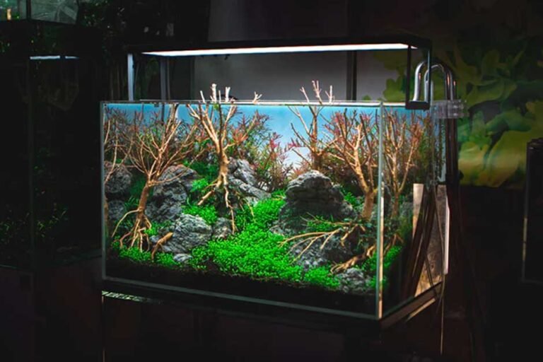 Proper Storage Systems for Improved Aquarium Health and Sustainability