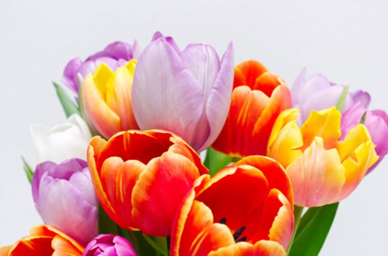 The Meaning Behind Tulips and When to Send Them