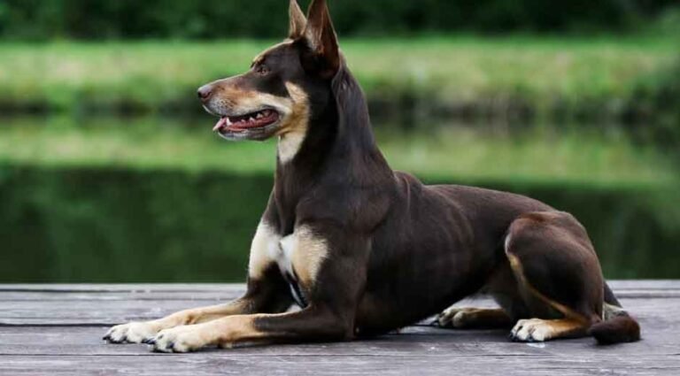 Thinking of Owning an Australian Kelpie? Here's What You Need to Know