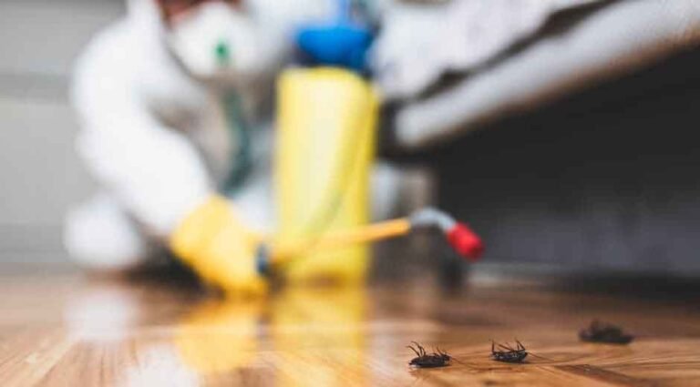 What a Professional Exterminator Does That DIY Can't