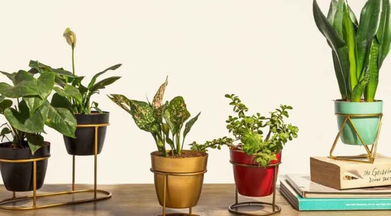 What to Check Before You Order Plants Online in Delhi