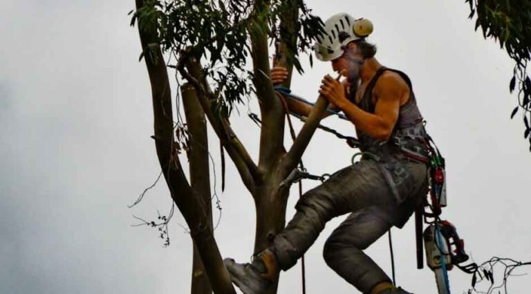 What to Expect from Professional Tree Removal Services: A Homeowner’s Guide