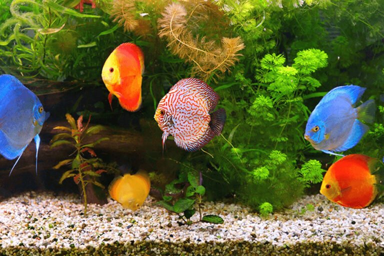 Why Real Estate Stability Matters for Aquarium and Pet Owners